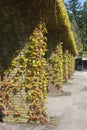 Ancient pillars with grapevine at Dutch graveyard Rusthof, Netherlands Royalty Free Stock Photo