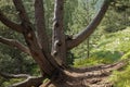 Ancient pine tree in the Andorran Pyrenees