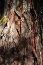 ancient pine tree bark detail Royalty Free Stock Photo