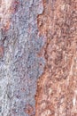 Ancient pine tree bark surface Royalty Free Stock Photo