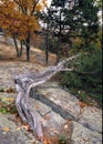 Ancient Pine Tree