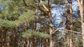 Ancient pines on a summer day