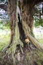 Pumpkin Man, Crowhurst Church, north-west of Hastings, East Sussex, England - home to some ancient yew, holly and oak trees. Royalty Free Stock Photo