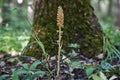 Ancient plant Neottia nidus-avis grows in shady forests.