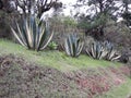 Ancient plants in Campos do JordÃÂ£o