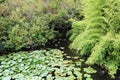 For ducks, a pond with lotuses has become a habitat Royalty Free Stock Photo