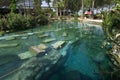 Ancient pool in Pamukkale. Royalty Free Stock Photo