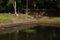 Ancient Pool of Water & Wall in Angkor Thom, Cambodia