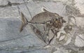 Ancient pre historic fish fossil in a rock formation Royalty Free Stock Photo