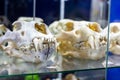 Ancient prehistoric animals head bones with teeth in the paleontological museum. Royalty Free Stock Photo