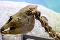 Ancient prehistoric horse head bones with teeth in the paleontological museum.