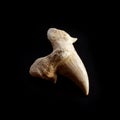 An ancient prehistoric shark tooth isolated on black background. One hundred million years old paleontology fossil. For