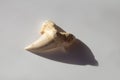 An ancient prehistoric shark tooth on white background. One hundred million years old paleontology fossil. For