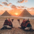 Camels Resting at Sunset Near Giza Pyramids, Egypt, Desert Landscape Royalty Free Stock Photo