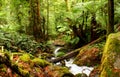 Ancient Rainforest Royalty Free Stock Photo