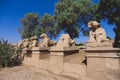 Ancient Ram Headed Sphinx statues at Karnak Temple Complex near Luxor Royalty Free Stock Photo