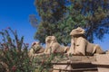 Ancient Ram Headed Sphinx statues at Karnak Temple Complex near Luxor Royalty Free Stock Photo