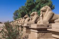 Ancient Ram Headed Sphinx statues at Karnak Temple Complex near Luxor Royalty Free Stock Photo