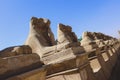 Ancient Ram Headed Sphinx statues at Karnak Temple Complex near Luxor Royalty Free Stock Photo