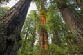 Ancient redwood trees of California Royalty Free Stock Photo