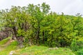 Ancient relic deciduous forest in Azerbaijan Republic