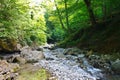 Ancient relic forest with a mountain stream on sunny day