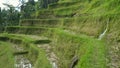 Ancient rice terraces at tegallang in bali Royalty Free Stock Photo