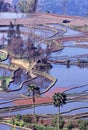 Ancient rice terraces Royalty Free Stock Photo