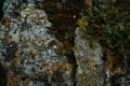 Ancient rock formation with moss and lichen Royalty Free Stock Photo