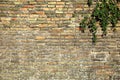 Ancient Roman brick wall with caper plant Royalty Free Stock Photo