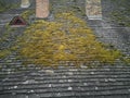 Ancient roof with moss on tiles, small window