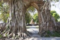 Ancient ruins gate entrance with bodhi tree and banyan plant of Wat Phra Ngam Khlong Sa Bua temple for thai people travel visit