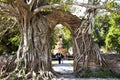 Ancient ruins gate entrance with bodhi tree and banyan plant of Wat Phra Ngam Khlong Sa Bua temple for thai people travel visit