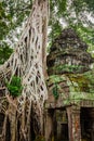 Ancient ruins in Ta Prohm or Rajavihara Temple at Angkor, Siem R