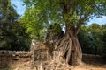 Ta Som temple in Angkor Wat complex, Cambodia, Asia Royalty Free Stock Photo