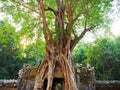 Ancient ruins of Ta Som temple in Angkor Wat complex, Siem Reap Cambodia. Stone temple door gate ruin with jungle tree aerial Royalty Free Stock Photo