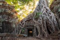 The ancient ruins and tree roots,of a historic Khmer temple in Royalty Free Stock Photo
