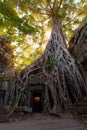 The ancient ruins and tree roots,of a historic Khmer temple in Royalty Free Stock Photo