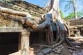 The ancient ruins and tree roots,of a historic Khmer temple in Royalty Free Stock Photo