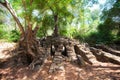 The ancient ruins and tree roots,of a historic Khmer temple in Royalty Free Stock Photo