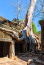 The ancient ruins and tree roots,of a historic Khmer temple in Royalty Free Stock Photo