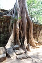 The ancient ruins and tree roots,of a historic Khmer temple in Royalty Free Stock Photo