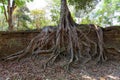 The ancient ruins and tree roots,of a historic Khmer temple in Royalty Free Stock Photo