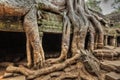 Ancient ruins and tree roots, Ta Prohm temple, Angkor, Cambodia Royalty Free Stock Photo