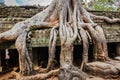 Ancient ruins and tree roots, Ta Prohm temple, Angkor, Cambodia Royalty Free Stock Photo