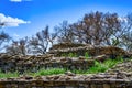 Ancient Ruins Under A Blue Sky with Bare Branches and Clouds