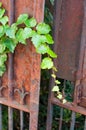 Ancient rusty door abandoned with ivy