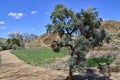 Ancient Sagebrush on Trail at Aztec Ruins