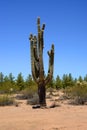 Ancient Saguaro Cactus cereus giganteus