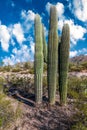 Ancient Saguaro Cactus in Saguaro National Park